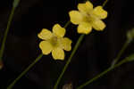 Florida yellow flax